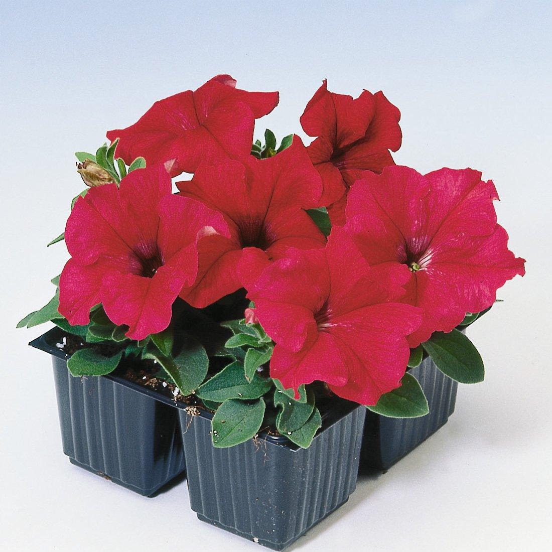 Petunia Assorted Colours SINGLE - THE GARDEN CENTRE