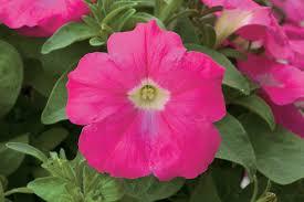 Petunia Assorted Colours SINGLE - THE GARDEN CENTRE