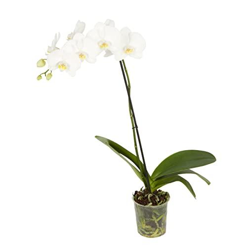 Phalaenopsis Orchid Plant - THE GARDEN CENTRE