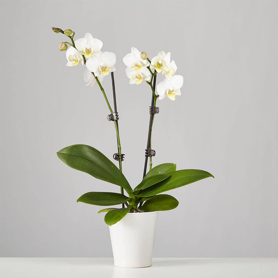 Phalaenopsis Orchid Plant - THE GARDEN CENTRE