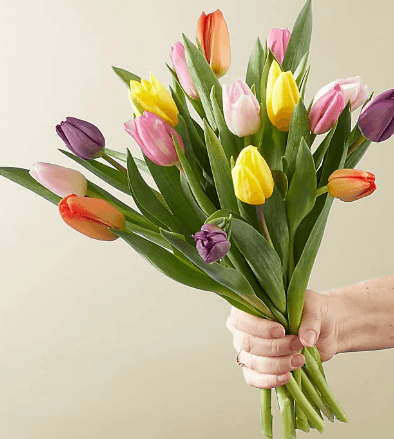 PICNIC TULIPS - THE GARDEN CENTRE