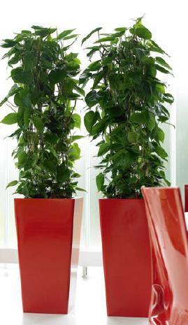 Polo Square pot - THE GARDEN CENTRE
