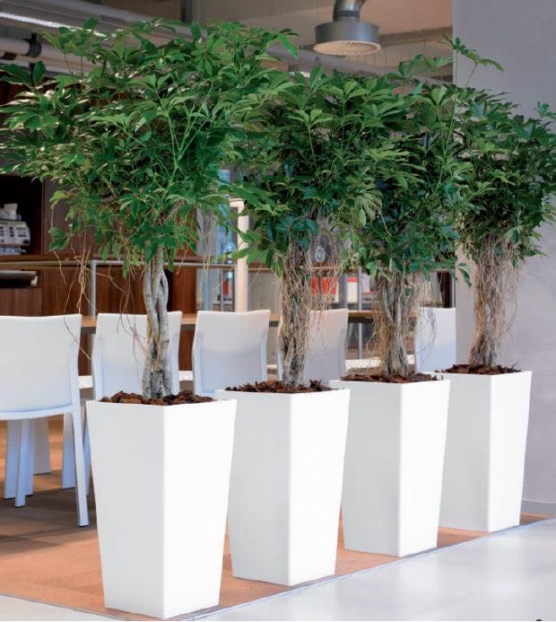 Polo Square pot - THE GARDEN CENTRE