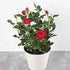 Rose Plant assorted colors - THE GARDEN CENTRE