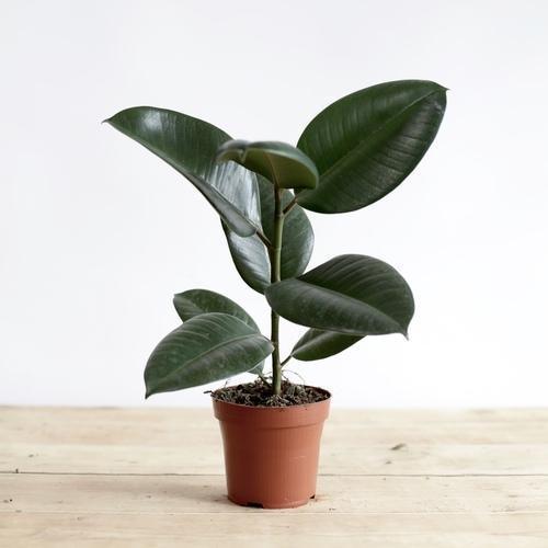 Rubber Plant - THE GARDEN CENTRE
