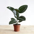 Rubber Plant - THE GARDEN CENTRE