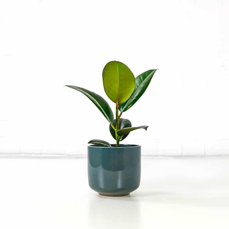Rubber Plant - THE GARDEN CENTRE