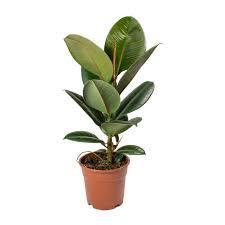 Rubber Plant - THE GARDEN CENTRE