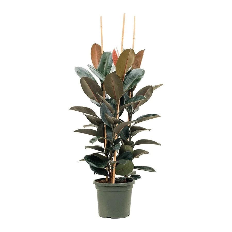 Rubber Plant - THE GARDEN CENTRE