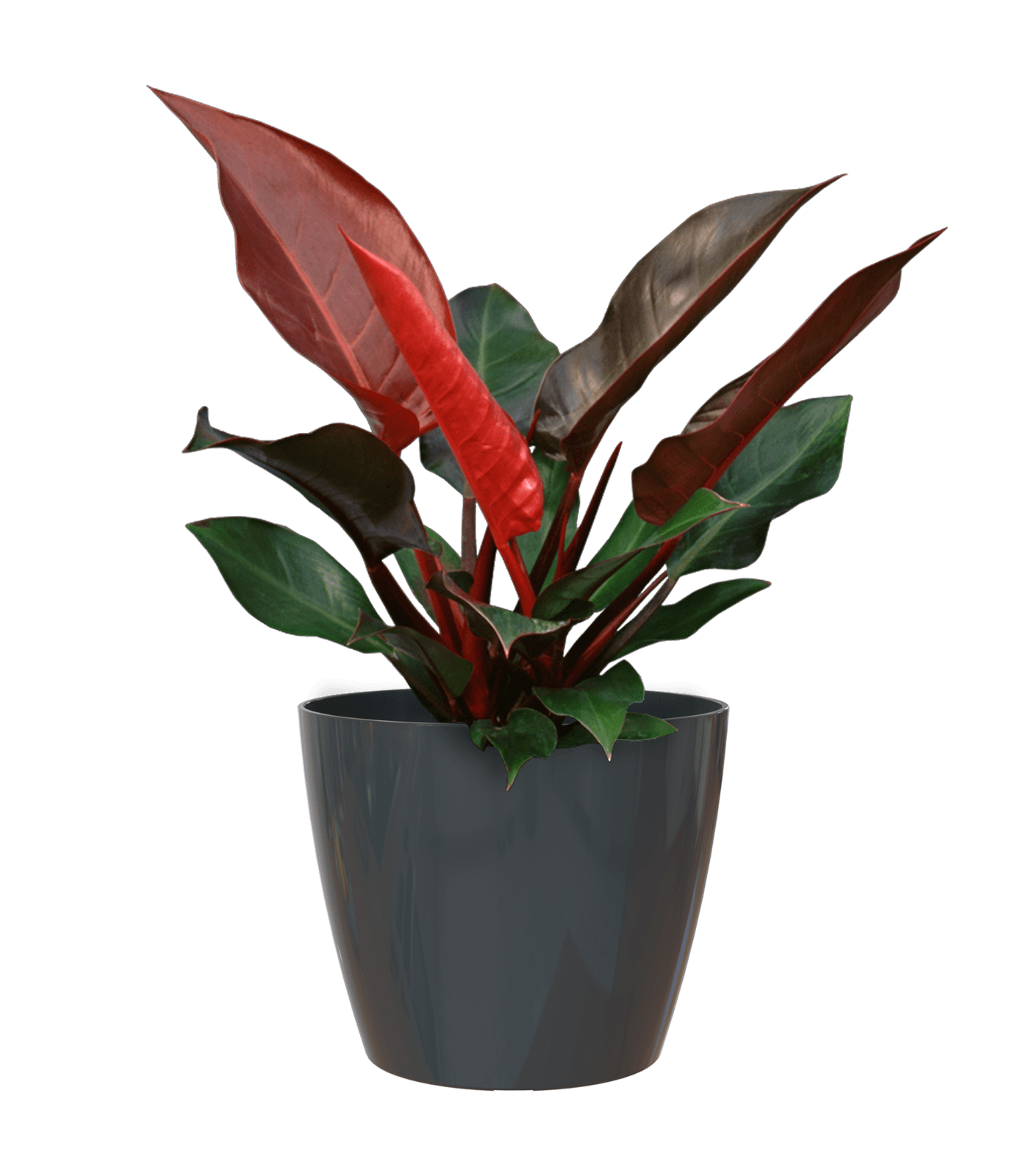 San remo planter - THE GARDEN CENTRE