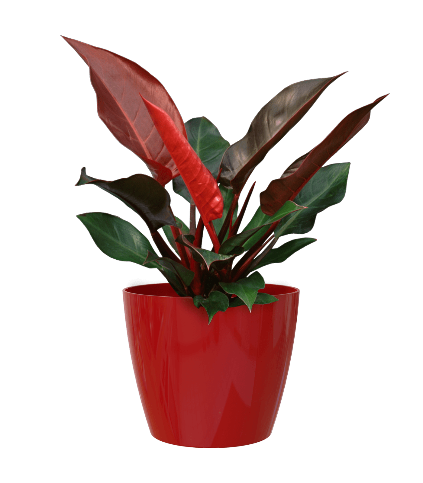 San remo planter - THE GARDEN CENTRE