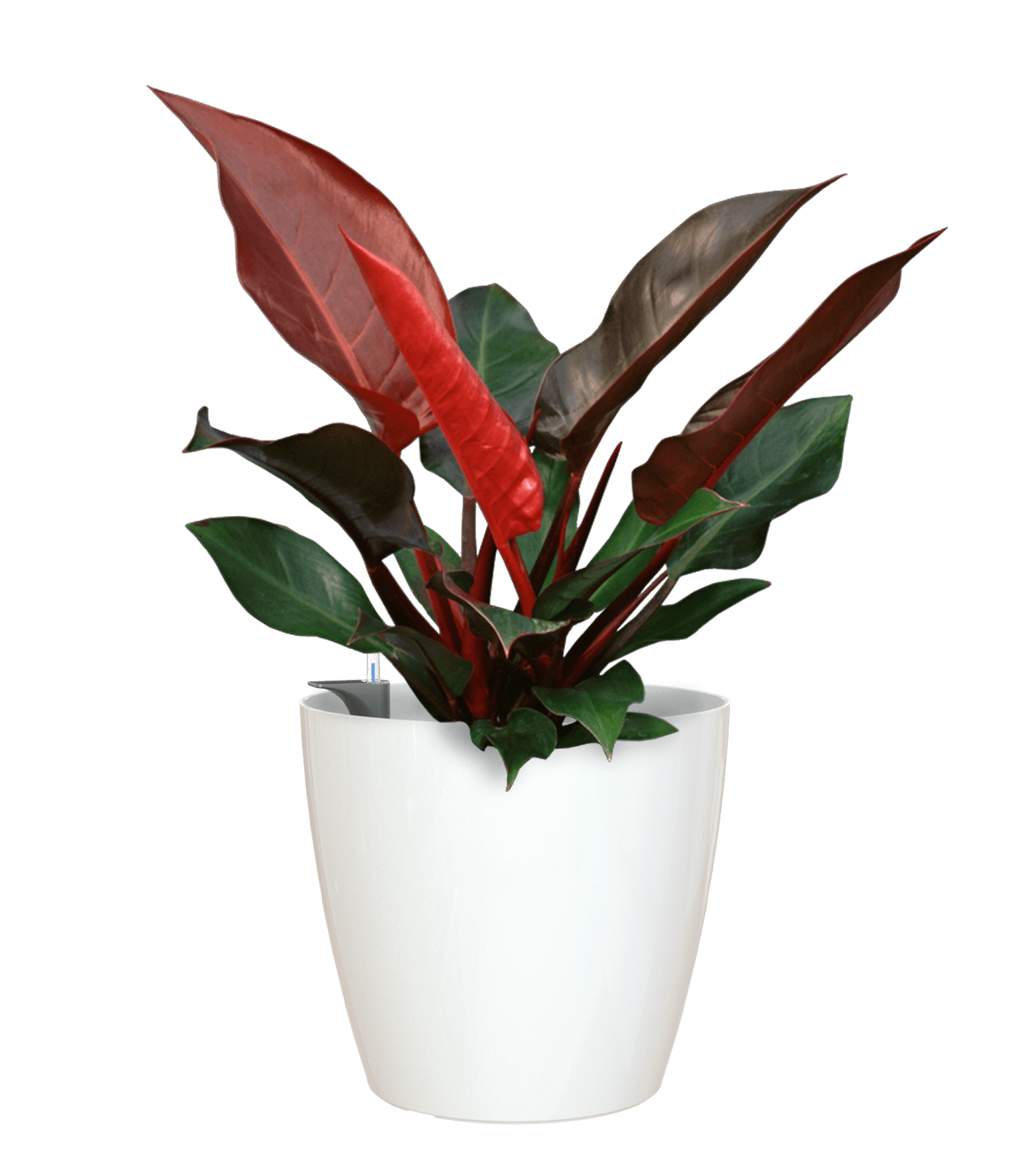 San remo planter - THE GARDEN CENTRE