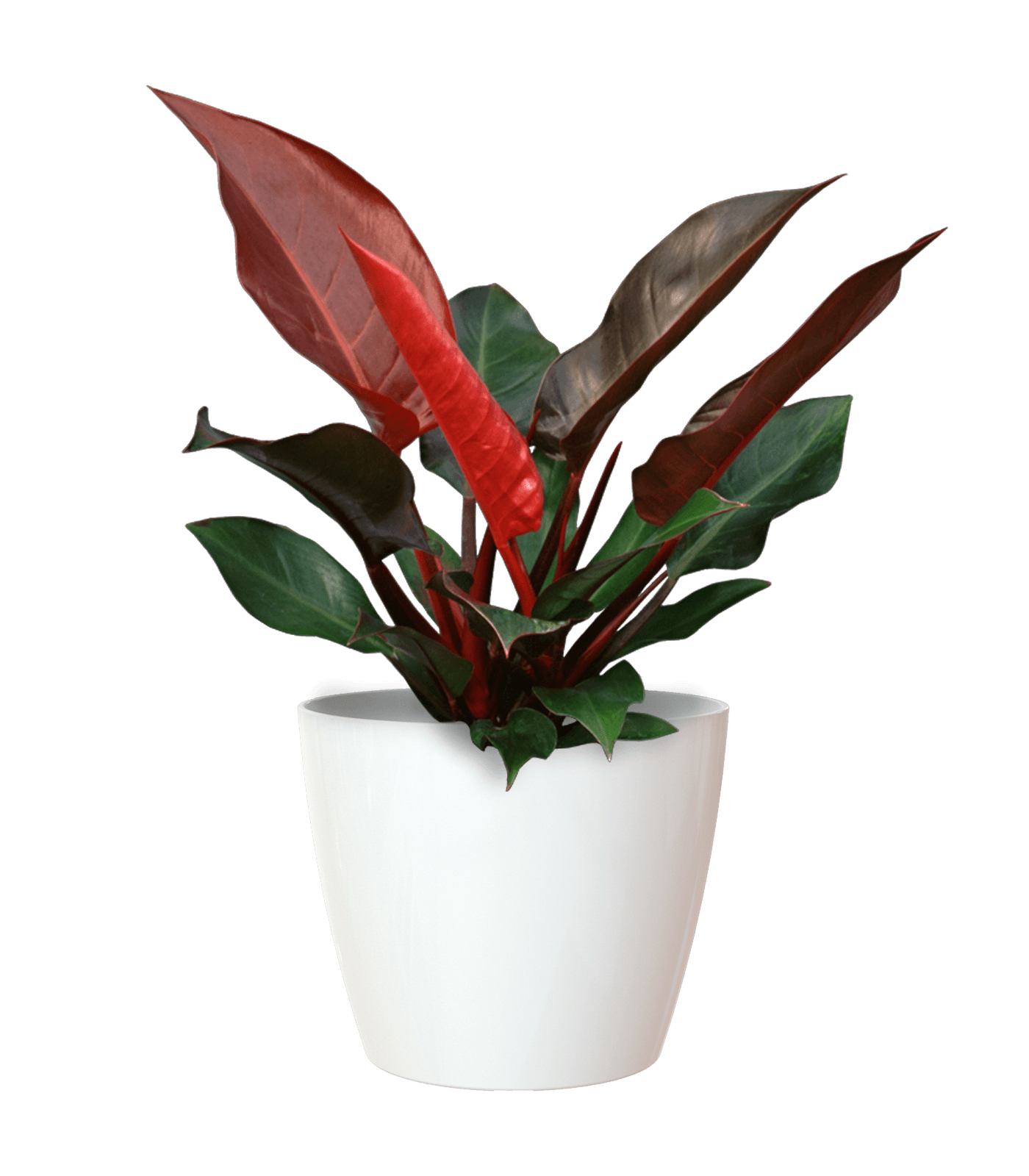 San remo planter - THE GARDEN CENTRE