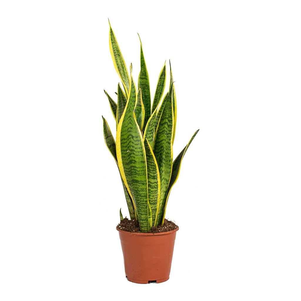 Sanserveria Plant (Snake Plant) - THE GARDEN CENTRE