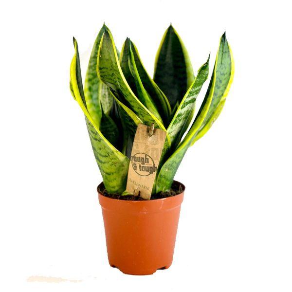 Sanserveria Plant (Snake Plant) - THE GARDEN CENTRE