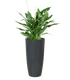 Santorini Round Planter - THE GARDEN CENTRE