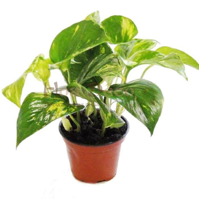 Scindapsus Aureas -MoneyPlant/Pothos - THE GARDEN CENTRE