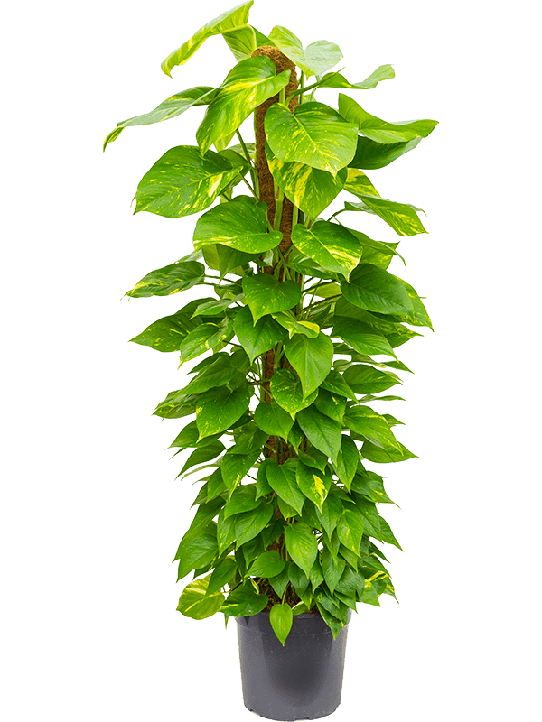 moss stick money plant Money Plant (Scindapsus , Pothos) – THE GARDEN CENTRE