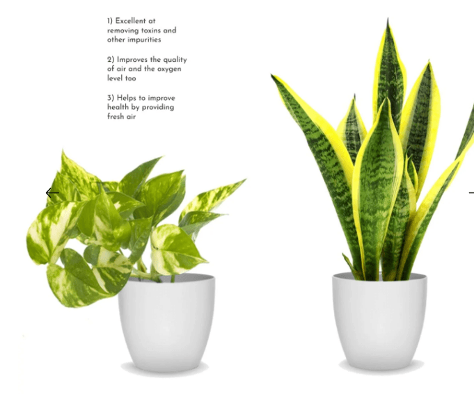 snake plant hanging Scindapus Hanging and Snake Plant Combo – THE GARDEN CENTRE