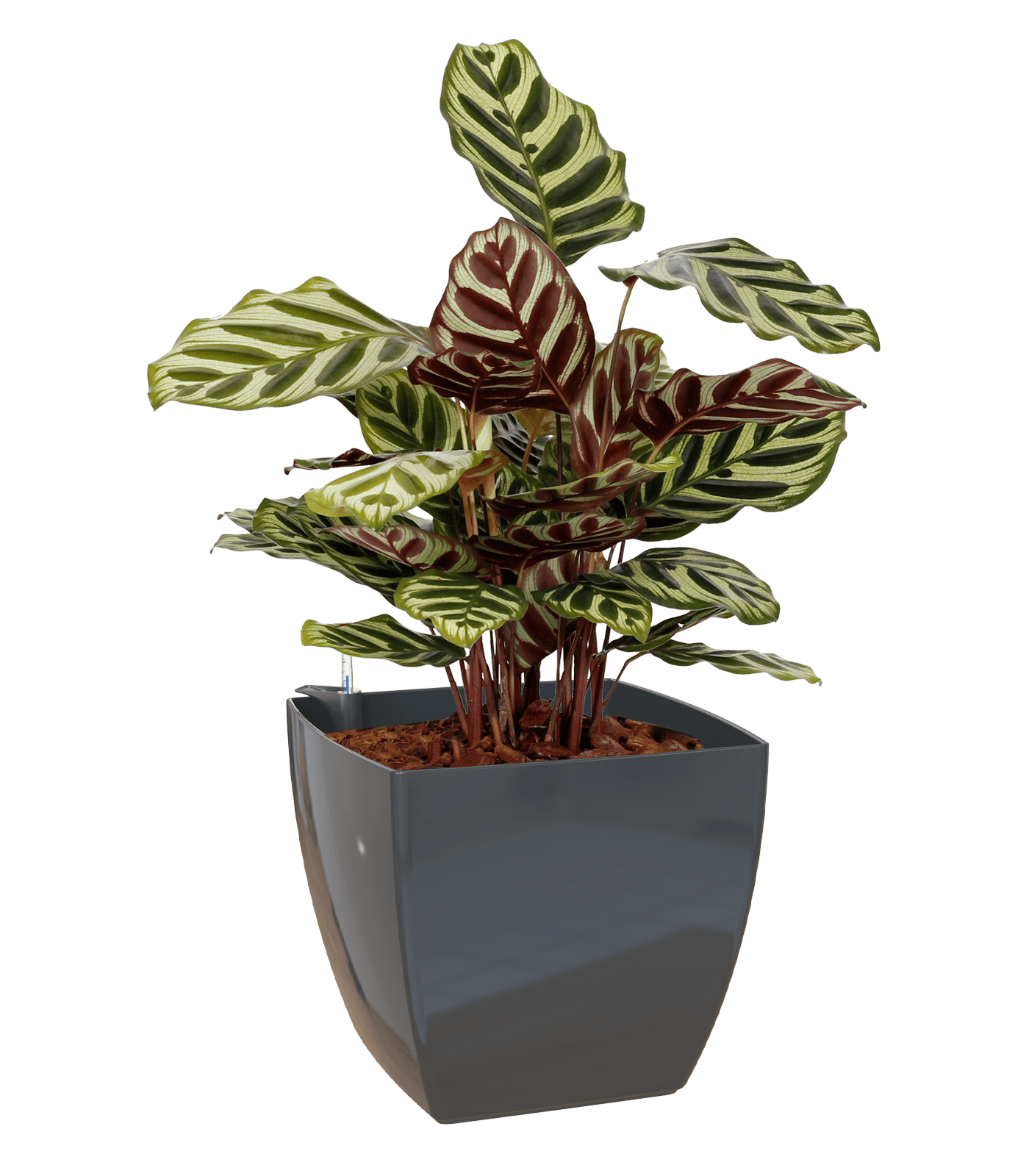 Sienna Square Pot - THE GARDEN CENTRE