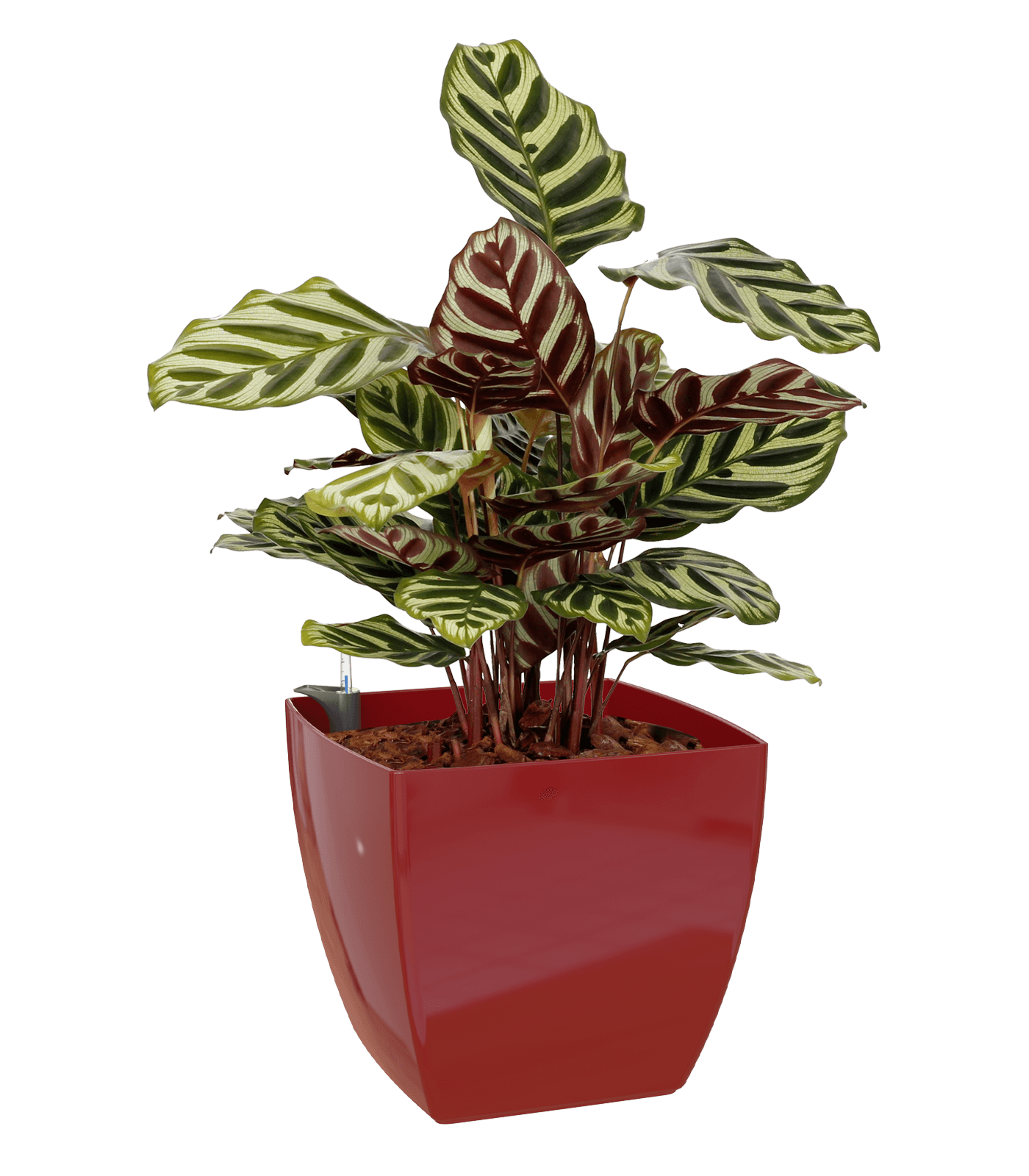 Sienna Square Pot - THE GARDEN CENTRE