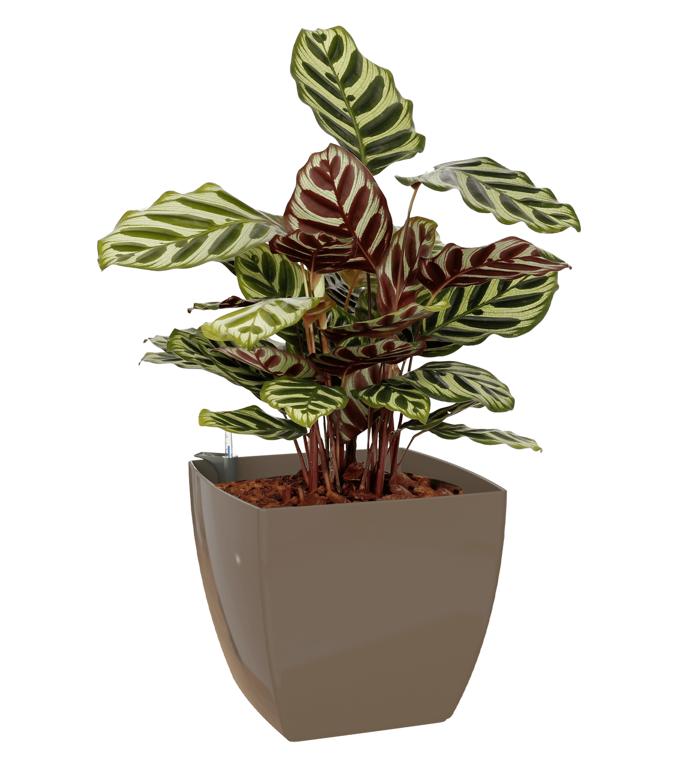 Sienna Square Pot - THE GARDEN CENTRE