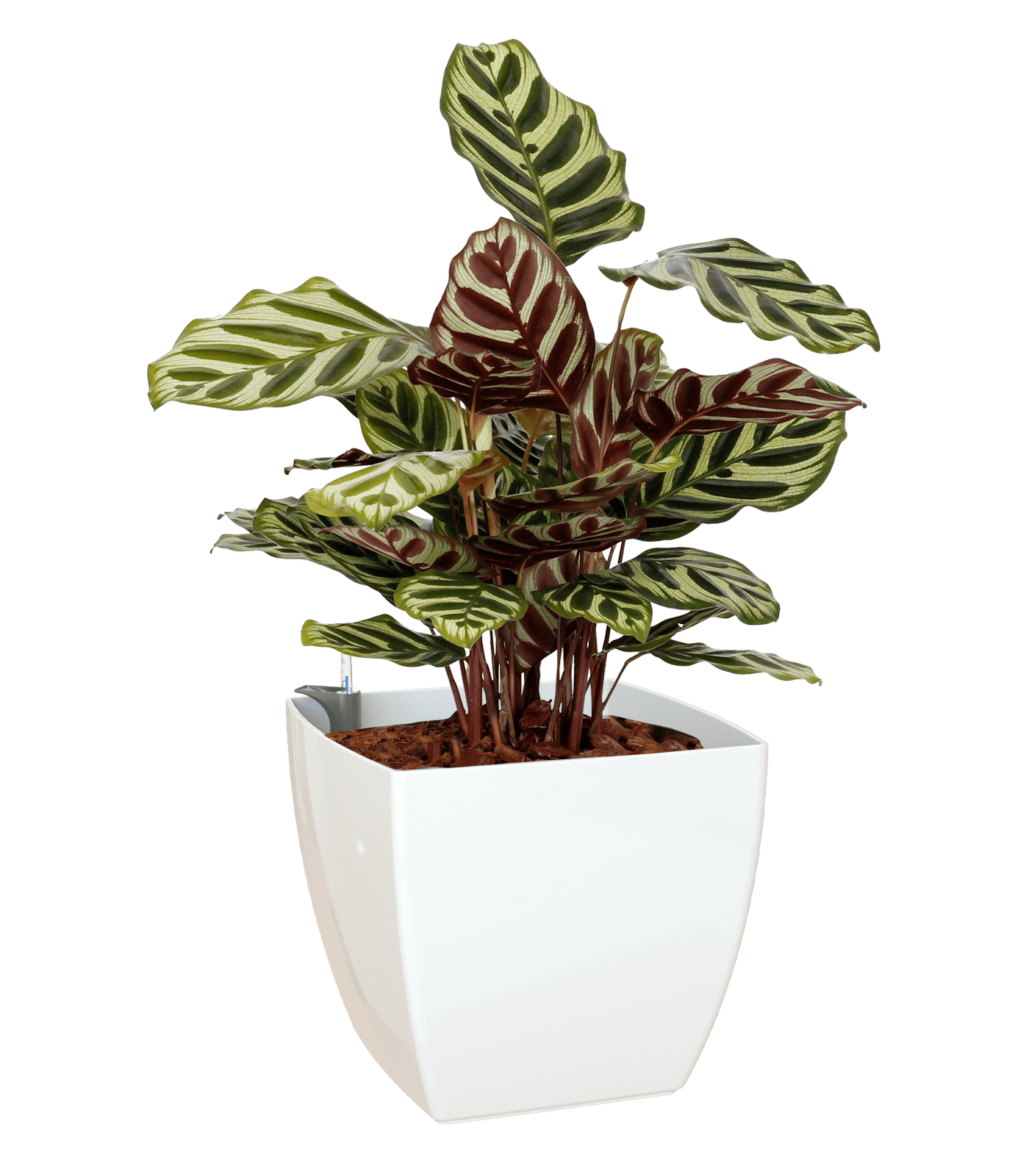 Sienna Square Pot - THE GARDEN CENTRE