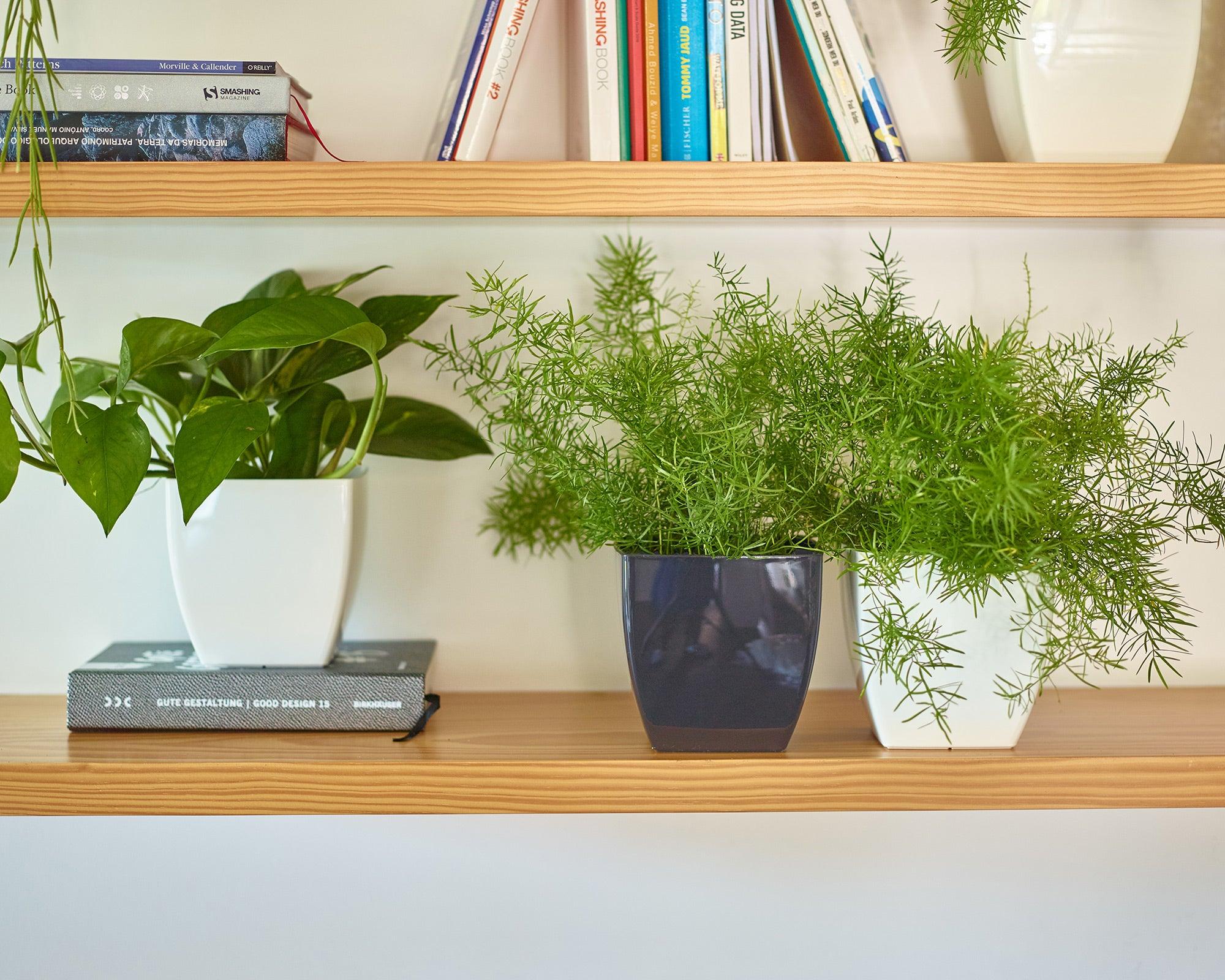 Sienna Square Pot - THE GARDEN CENTRE