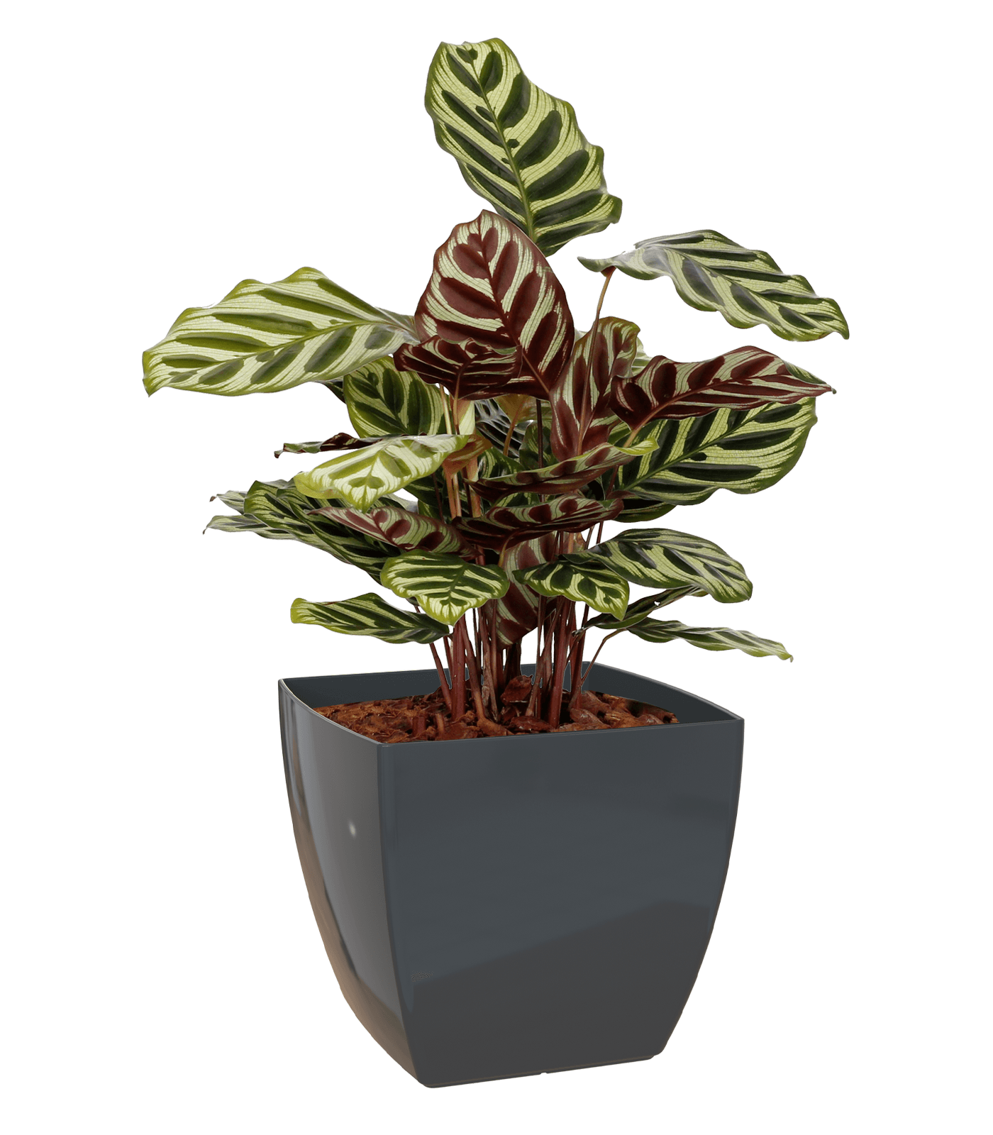 Sienna Square Pot - THE GARDEN CENTRE