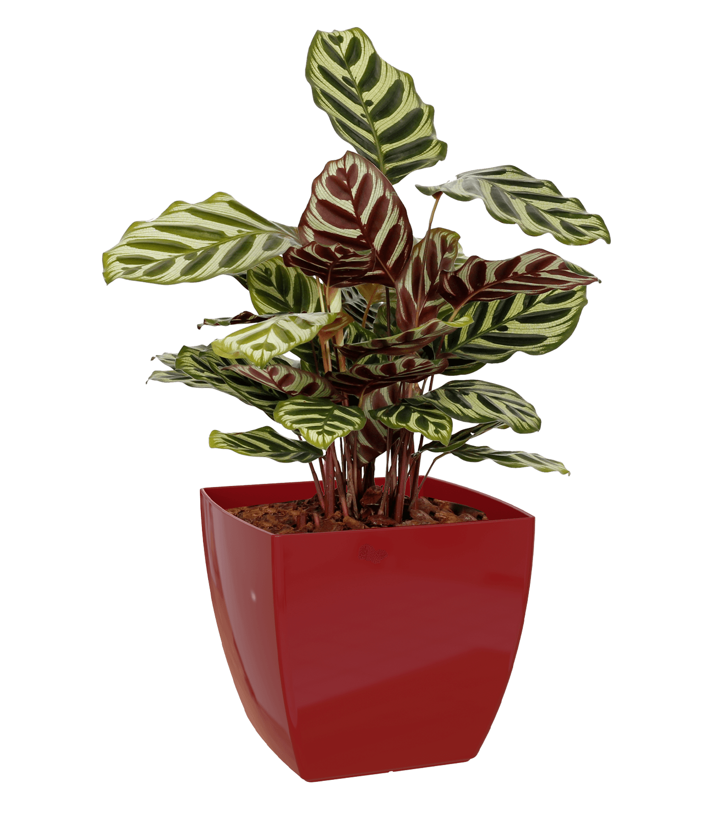 Sienna Square Pot - THE GARDEN CENTRE