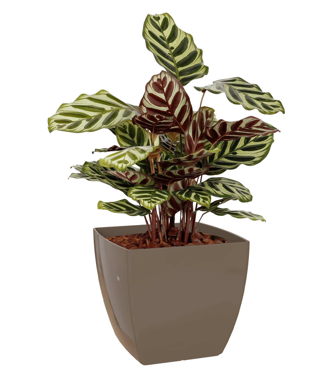 Sienna Square Pot - THE GARDEN CENTRE