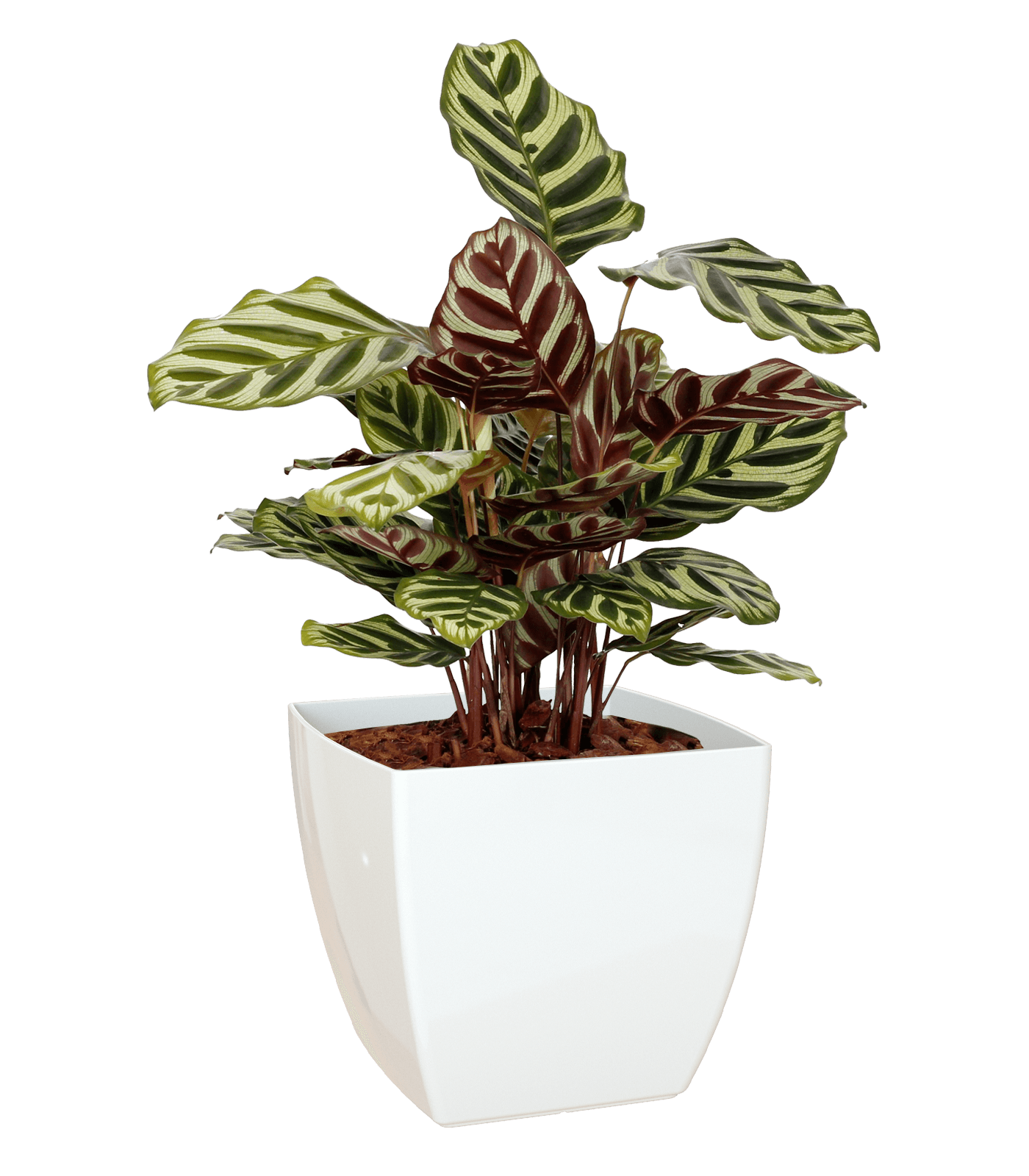 Sienna Square Pot - THE GARDEN CENTRE