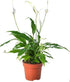 Spathiphyllum ( Peace Lilly ) Plant - THE GARDEN CENTRE