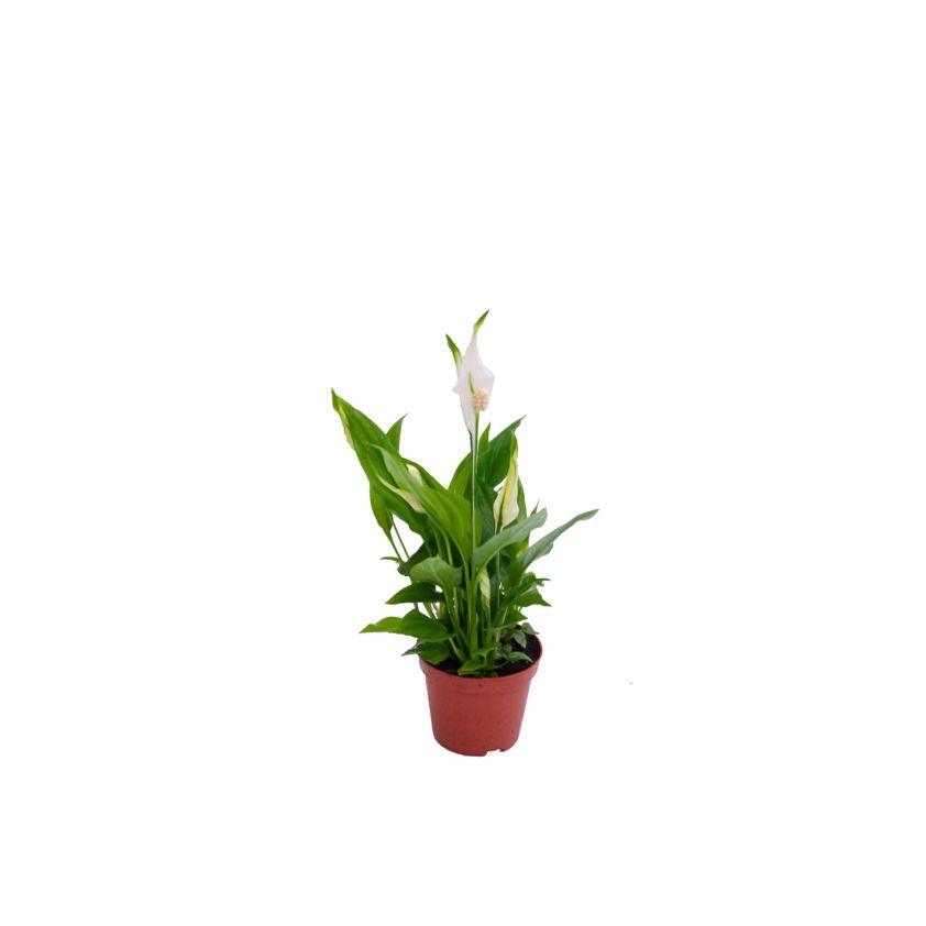 Spathiphyllum ( Peace Lilly ) Plant - THE GARDEN CENTRE