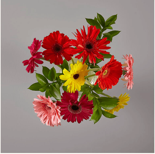 SUNKISSED GERBERA BOUQUET - THE GARDEN CENTRE