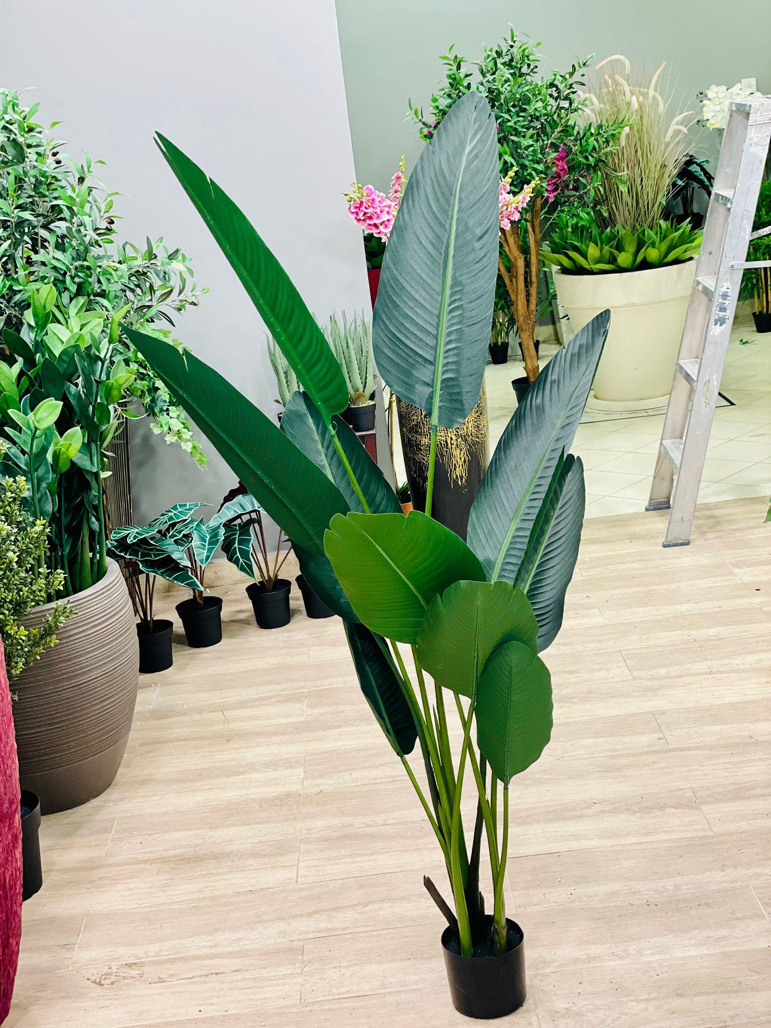 Travelers Palm - THE GARDEN CENTRE
