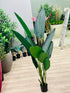 Travelers Palm - THE GARDEN CENTRE