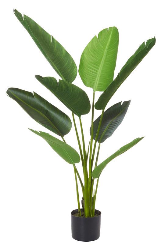 Travelers Palm - THE GARDEN CENTRE