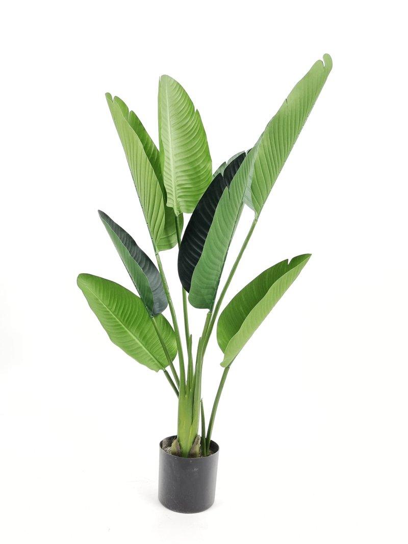 Travelers Palm - THE GARDEN CENTRE