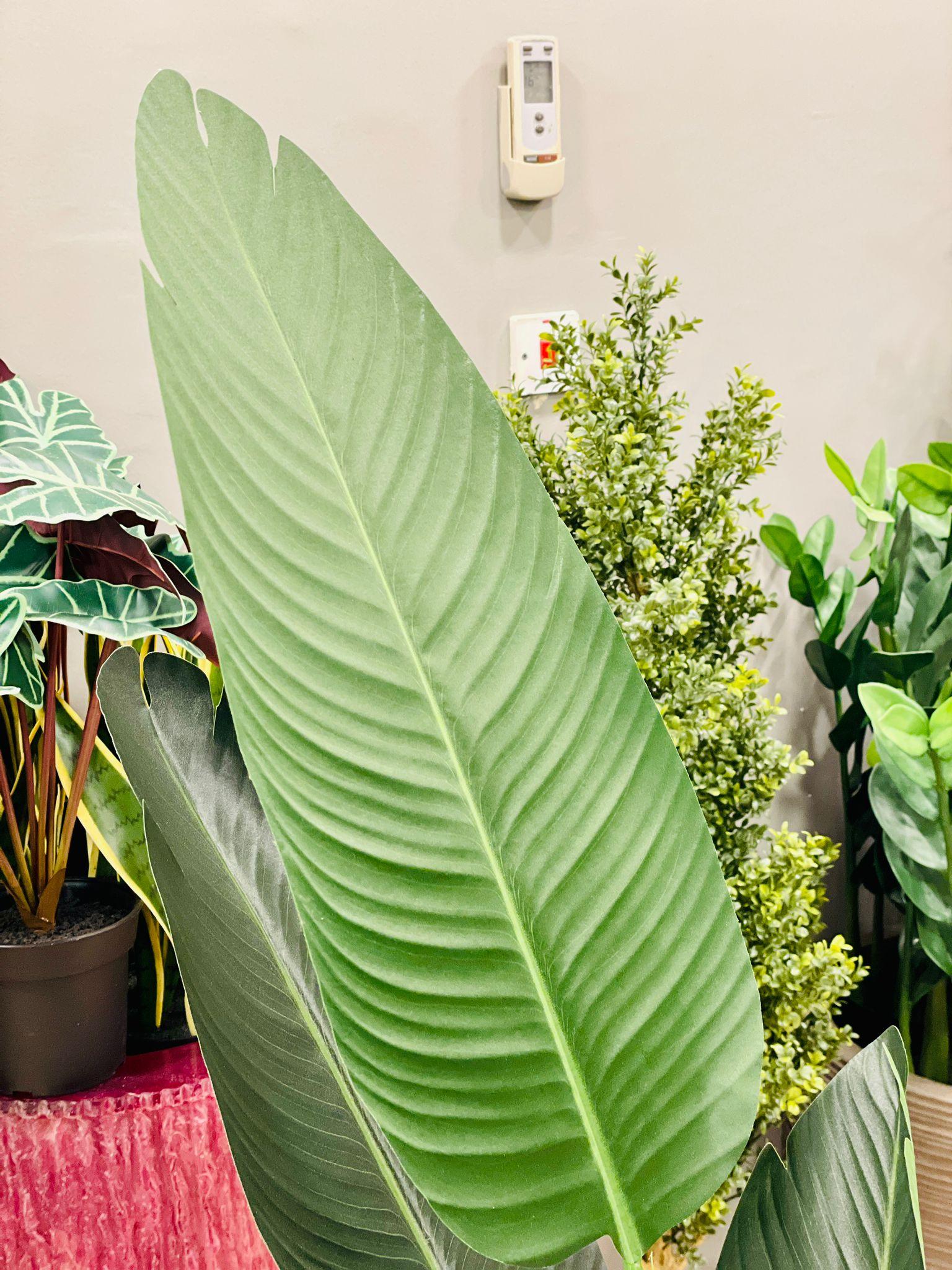 Travelers Palm - THE GARDEN CENTRE