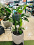 Utah Bullet with Strelitzia - birds of paradise - THE GARDEN CENTRE