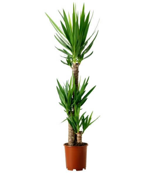 Yucca Elephantipes 3pp 120cm Plant - THE GARDEN CENTRE