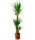 Yucca Elephantipes 3pp 120cm Plant - THE GARDEN CENTRE
