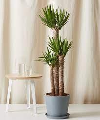 Yucca Elephantipes 3pp 120cm Plant - THE GARDEN CENTRE