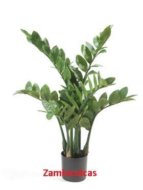 Zamioculcas Zamiifolia artificial - THE GARDEN CENTRE