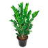 Zamioculcas Zamiifolia Plant - THE GARDEN CENTRE