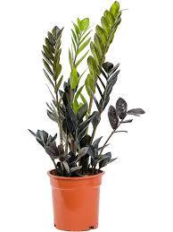 Zamioculcas Zamiifolia Plant - THE GARDEN CENTRE