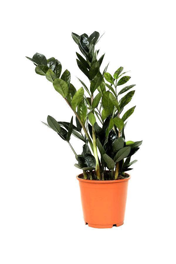 Zamioculcas Zamiifolia Plant - THE GARDEN CENTRE