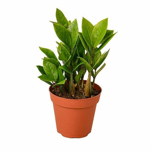 Zamioculcas Zamiifolia Plant - THE GARDEN CENTRE