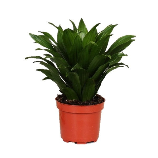 Draceana Compacta Headcut - THE GARDEN CENTRE